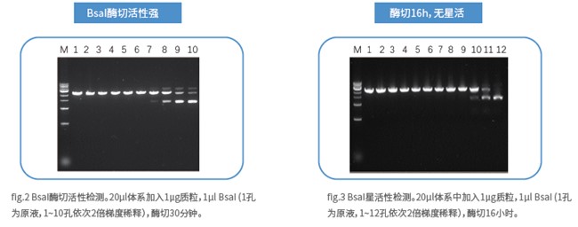 mRNA體外合成一站式解決方案