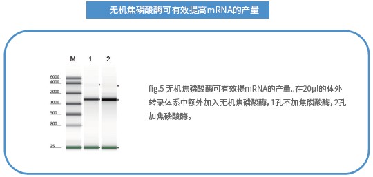 mRNA體外合成一站式解決方案