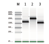 Solutions for mRNA in vitro Synthesis