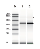 Solutions for mRNA in vitro Synthesis