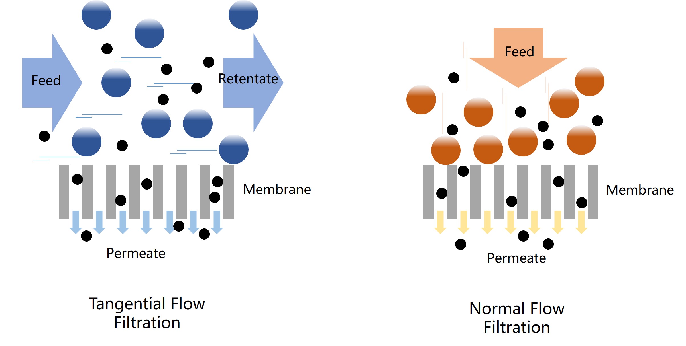 Tangential Flow Filtration 101: Basic Concepts and Key Parameters