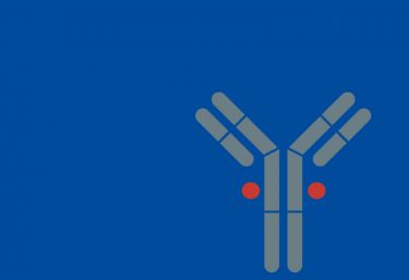 Antibody drug conjugates (ADCs)